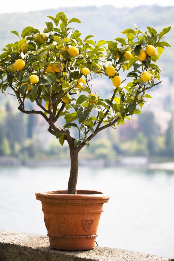 kleine citroenboom in de tuin