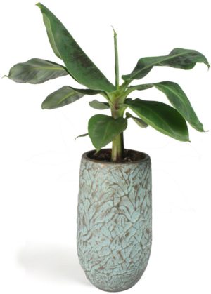 All in 1 kamerplant Bananenplant Musa dwarf cavendish XS in hoge antiq bronze bloempot