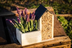 Bijenhotel met BIO zaden Lavendel complete kweekset FSC Hout