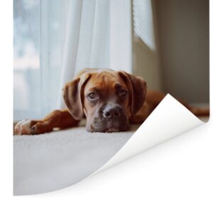 Een Boxer ligt op de vloer bij het gordijn Poster 150x150 cm - Foto print op Poster (wanddecoratie woonkamer / slaapkamer) / Huisdieren Poster