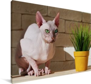 Sphynx met groene ogen en een bloempot Canvas 180x120 cm - Foto print op Canvas schilderij (Wanddecoratie woonkamer / slaapkamer) / Huisdieren Canvas Schilderijen XXL / Groot formaat!