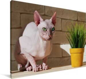 Sphynx met groene ogen en een bloempot Canvas 30x20 cm - klein - Foto print op Canvas schilderij (Wanddecoratie woonkamer / slaapkamer) / Huisdieren Canvas Schilderijen