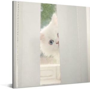 Witte Perzische kat met blauwe ogen kijkt door het gordijn Aluminium 50x50 cm - Foto print op Aluminium (metaal wanddecoratie)
