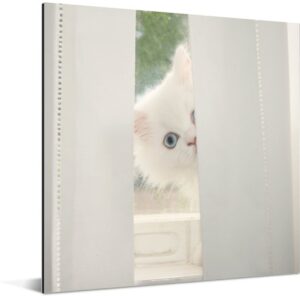 Witte Perzische kat met blauwe ogen kijkt door het gordijn Aluminium 90x90 cm - Foto print op Aluminium (metaal wanddecoratie)