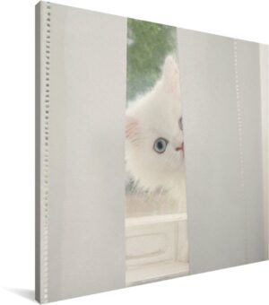 Witte Perzische kat met blauwe ogen kijkt door het gordijn Canvas 50x50 cm - Foto print op Canvas schilderij (Wanddecoratie woonkamer / slaapkamer) / Huisdieren Canvas Schilderijen
