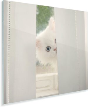 Witte Perzische kat met blauwe ogen kijkt door het gordijn Plexiglas 20x20 cm - klein - Foto print op Glas (Plexiglas wanddecoratie)