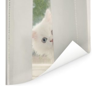 Witte Perzische kat met blauwe ogen kijkt door het gordijn Poster 100x100 cm - Foto print op Poster (wanddecoratie woonkamer / slaapkamer) / Huisdieren Poster