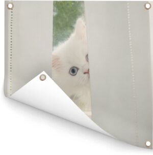Witte Perzische kat met blauwe ogen kijkt door het gordijn Tuinposter 200x200 cm - Tuindoek / Buitencanvas / Schilderijen voor buiten (tuin decoratie) XXL / Groot formaat!