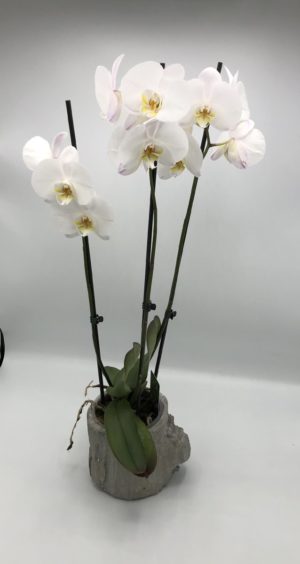 Witte orchidee in leuke bloempot