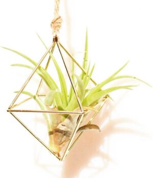 Hangpot / plantenhanger voor kleine hangplant, luchtplantje, lichtslinger of decoratie aan wandrek goud