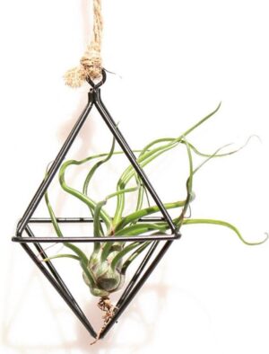 Hangpot / plantenhanger voor kleine hangplant, luchtplantje, lichtslinger of decoratie aan wandrek zwart