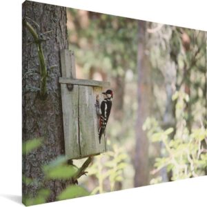 Een grondspecht is aangekomen op een vogelhuisje in Finland Canvas 40x30 cm - klein - Foto print op Canvas schilderij (Wanddecoratie woonkamer / slaapkamer)